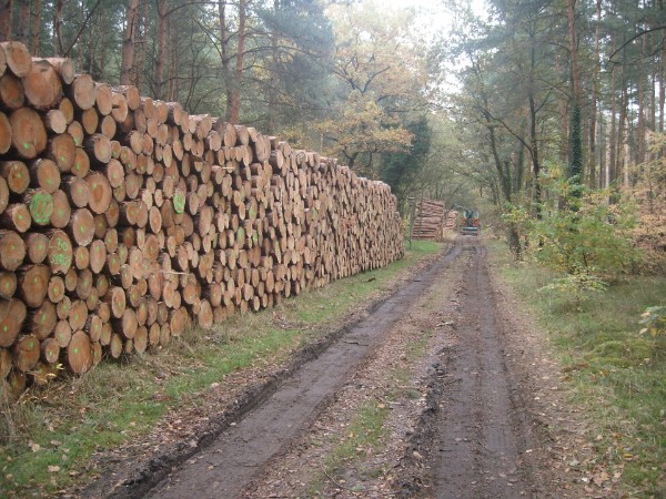 Holzpolter am Waldweg
